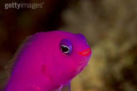 PiNk,PiNk,PiNk.......