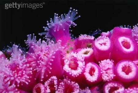 PiNk,PiNk,PiNk.......