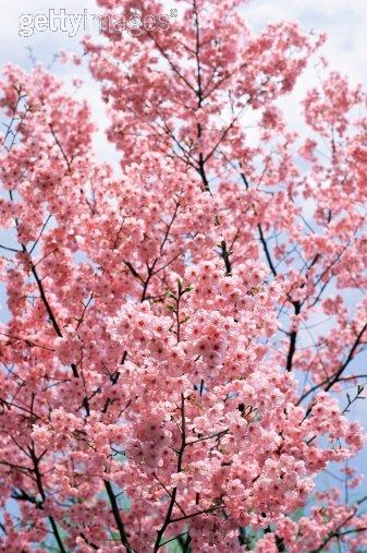 PiNk,PiNk,PiNk.......