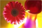 La ViE En RoSe.........