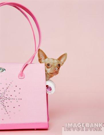 PiNk,PiNk,PiNk.......